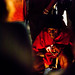 Michael Evens Photo 2