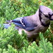 Jay Bush Photo 10