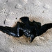 Barbara Gull Photo 4