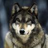 James Wolf Photo 26