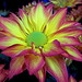 Sunshine Green Photo 6