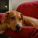 Samson Li Photo 8