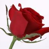Geetha Naidu Photo 1