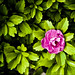 Rose Mcmaster Photo 7