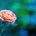 Usman Khan Photo 17
