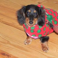 Debbie Cook Photo 28