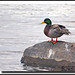 Jean Canard Photo 5