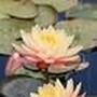 Sue Adkins Photo 29