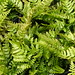 Fern Hardy Photo 2