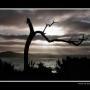 Wayne Lau Photo 14