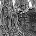 Som Ang Photo 7