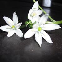 Debra Squires Photo 11