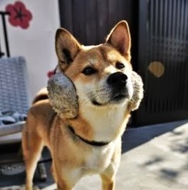 Ari Lang Photo 3