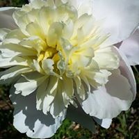 Roberta Helms Photo 9