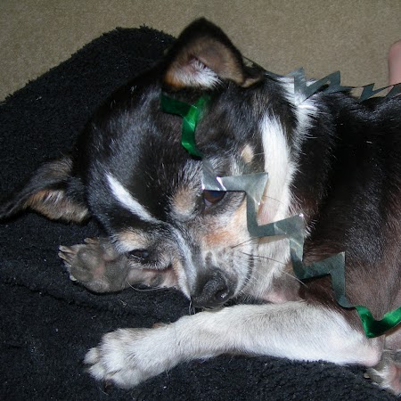 Stephanie Burroughs Photo 29