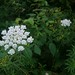 Anne Battle Photo 12