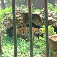 Badri Pandey Photo 4