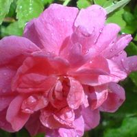 Vahid Vahedi Photo 10