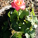 Rosa Parra Photo 9
