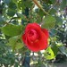 Rose Jean Photo 9