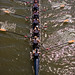 Virginia Crews Photo 10