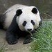 Grant Lin Photo 4