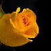 Elizabeth Price Photo 13