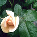 Rose Peterson Photo 2