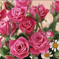 Sawsan Mohammed Photo 14