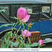 Rose Liberty Photo 5