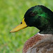 Frank Mallard Photo 4