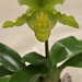 Sunshine Green Photo 11