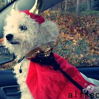 Alfred Cormier Photo 8
