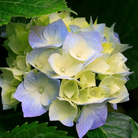 Tina Vang Photo 36
