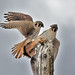 Carlo Falco Photo 4