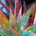 Kelly Plant Photo 12