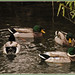 John Mallard Photo 9