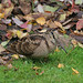 Robin Woodcock Photo 3