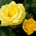 Rose Arthur Photo 15