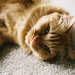 Sheena Ham Photo 5