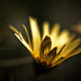 Gerald Bloom Photo 6