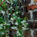 Jasmine Wall Photo 16