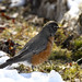 Robin Long Photo 4