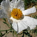 Catalina Flowers Photo 4