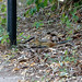 Dale Waldo Photo 10