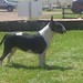 Ruth Litter Photo 8