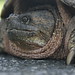 Steve Turtle Photo 6