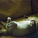 Neil Manes Photo 5