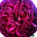 Candace Mills Photo 6
