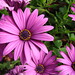 Daisy Bello Photo 12